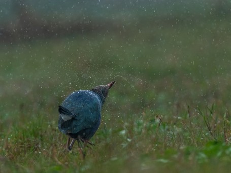 LET THE RAIN KISS ME!!!