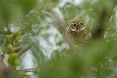 A CURIOUS LOOK!