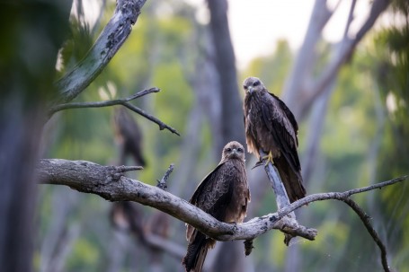 THE EAGLE LOOK