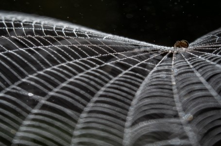 Web made of pearls 