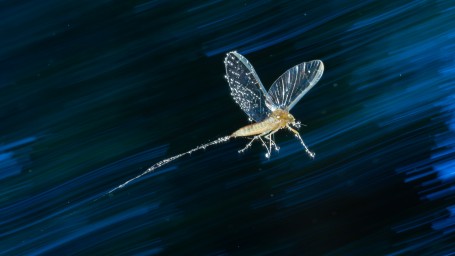 Mayfly 