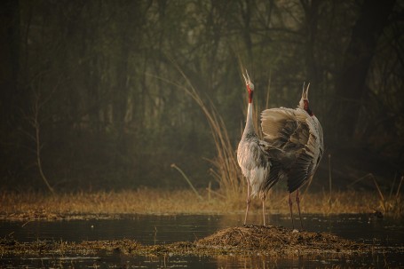 Sarus Pair