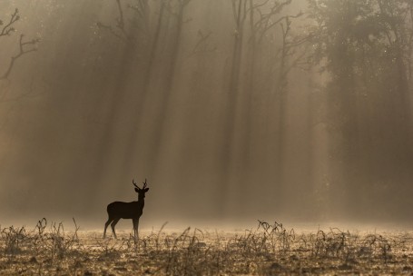 Stag on a foggy morning