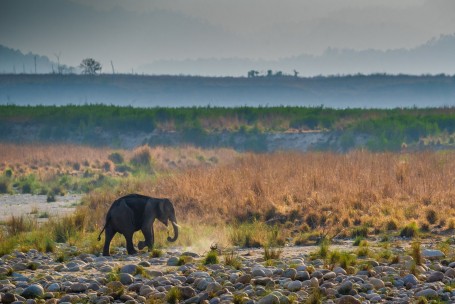 Baby Elephant