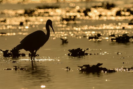 AN EGRET AND THE GARDEN OF LIGHT