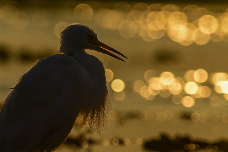 GREAT EGRET AND THE FIREBALLS