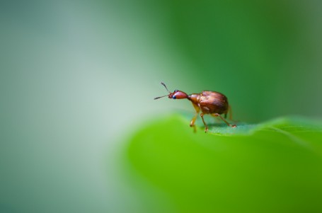 Weevil