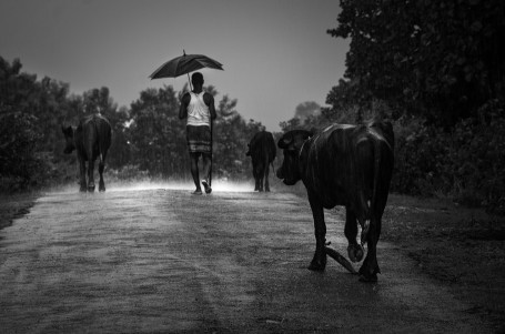 A FARMER ON A RAINY DAY 