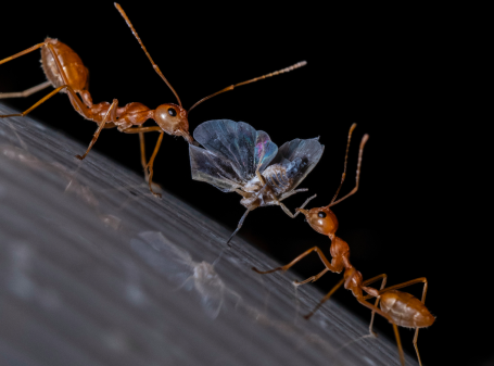 Red ants load sharing