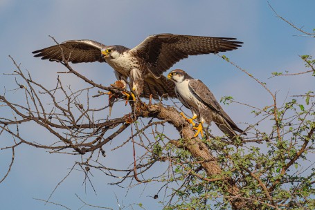 Laggar Falcon pairs