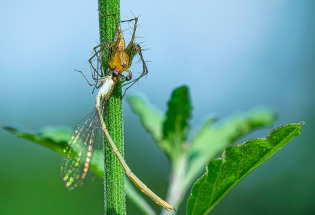 Lynx Spider (Master of Patience)