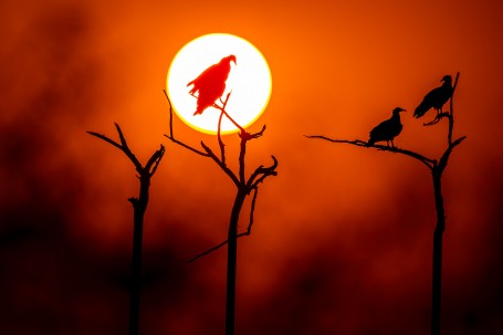 Egyptian Vulture at Sunset