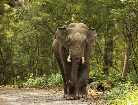 AN EVENING WITH A GENTLE GIANT