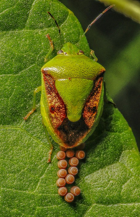 Laying eggs