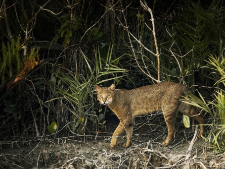 jungle cat from the mangrove land