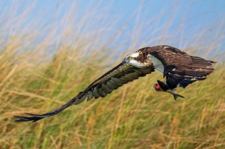 Osprey With Prey