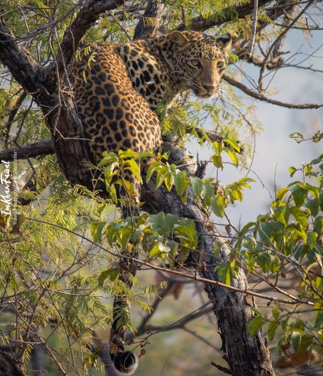 Leopard, Panna National Park