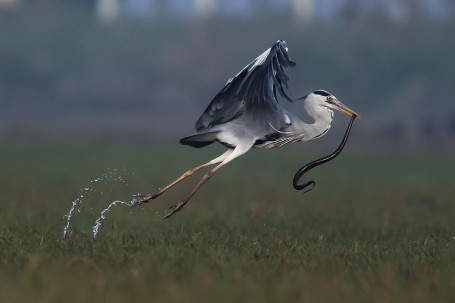 Grey Heron with Snake