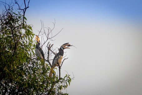 Great Hornbill in Action!!