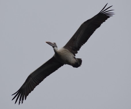 Spot-billed Pelican