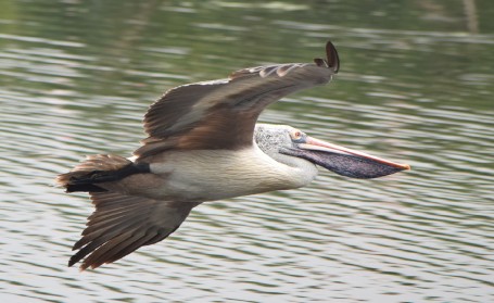 Spot-billed Pelican