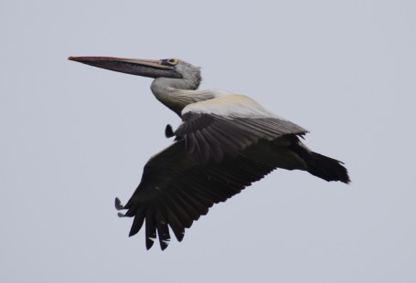 Spot-billed Pelican