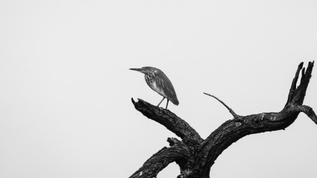 Pond heron's hope