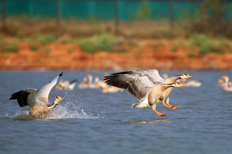 Bar Headed Goose