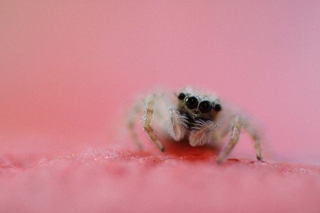 Jumping spider 