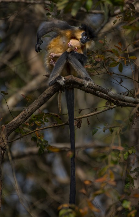 CAPPED LANGUR AND MOTHERHOOD