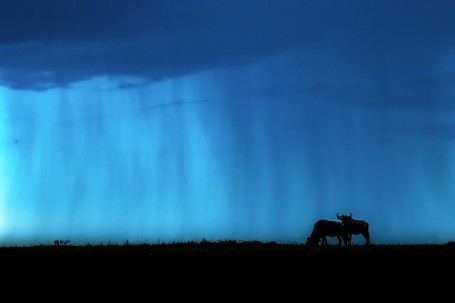 Wildebeests in Rain curtain backdrop...