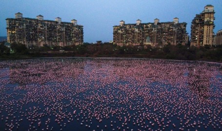Sea of Pink 1