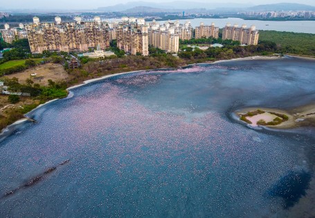 Sea of Pink