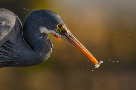 Western Reef Egret