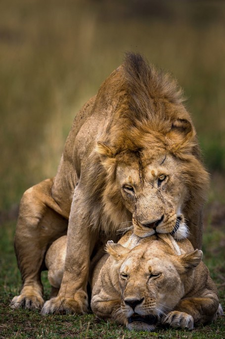 Mating Lions