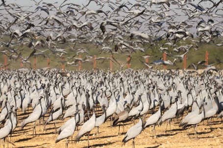 Demoiselle Crane and Kichan