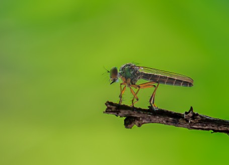 Robber fly 