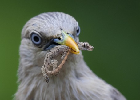 Delicious Lizard 