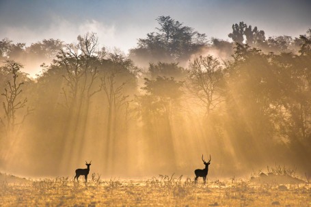 Deer During Dramatic Dawn