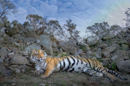 Tigress in her Territory
