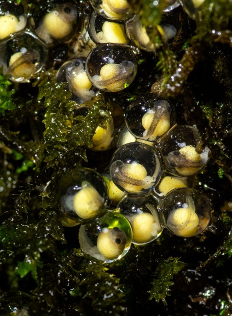 Frog Embryos