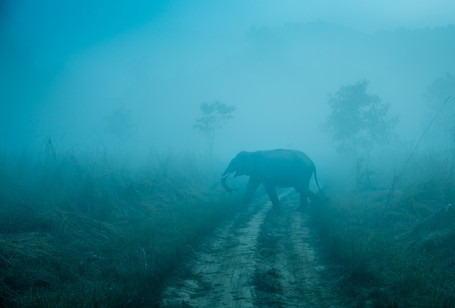 Misty Tusker 