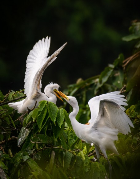 Beak Fight