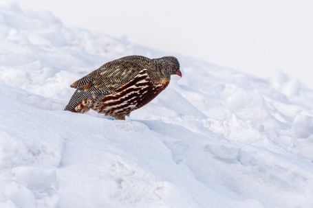 Snow-Walk