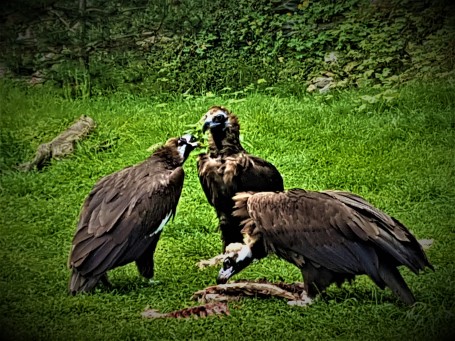 Cinereous Vulture