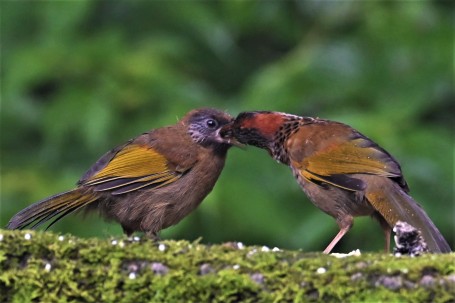 Chestnut crown laughingthrush