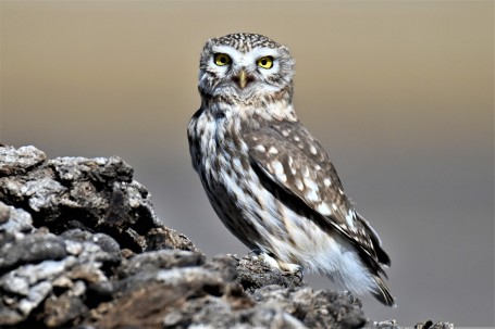 Little owl