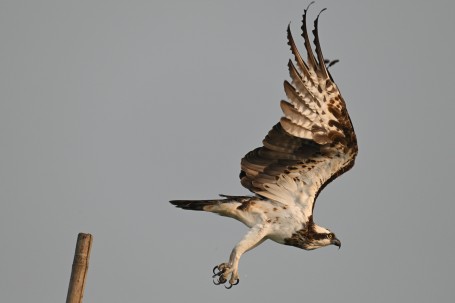 Osprey