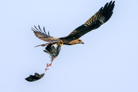 Swamphen ripped apart