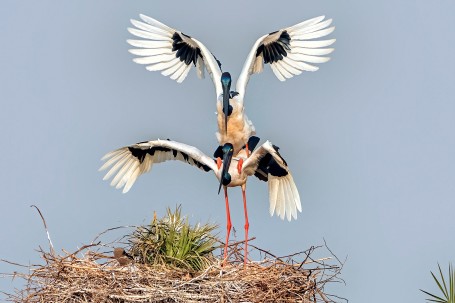 Mating Black-necked Storks